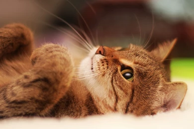 Download Wallpapers 3840x2160 Cat, Lying, Cool Cat, Beautiful Cat ...