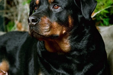 Animals Dogs Rottweiler Wallpapers