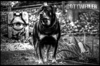 Rottweiler Wallpapers I