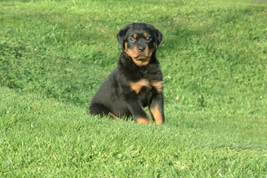 Rottweiler Dog Images