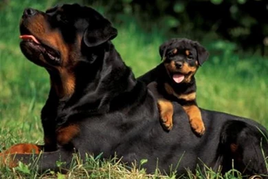 Rottweiler Hd Backgrounds Wallpapers 212