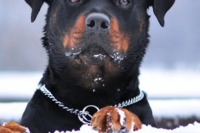 iPhone 4S, 4 Rottweiler Wallpapers HD, Desktop Backgrounds 640x960