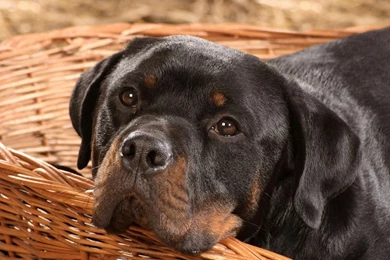 Full HD 1080p Rottweiler Wallpapers HD, Desktop Backgrounds 1920x1080