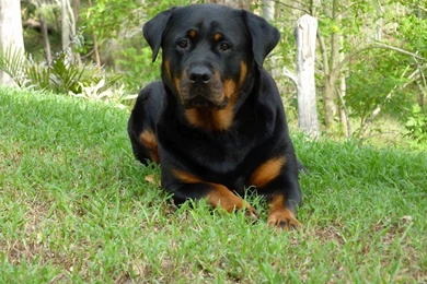 Rottweiler Wallpapers   The Dog Wallpapers   Best The Dog Wallpapers