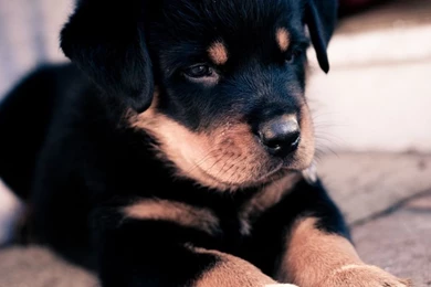 Cute Rottweiler Puppy HD Desktop Wallpapers : High Definition ...