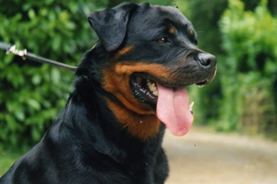 Rottweiler Hd Backgrounds Wallpapers 83