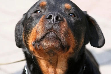 Rottweiler for wallpaper 56   The Dog Wallpapers   Best The Dog ...