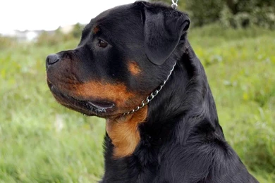 Rottweiler Wallpapers
