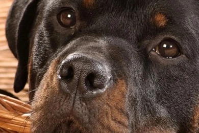 iPhone 4S, 4 Rottweiler Wallpapers HD, Desktop Backgrounds 640x960