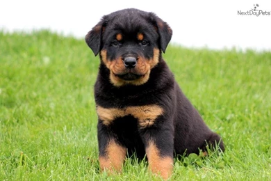 Rottweiler Puppies Free Wallpapers For Desktop 12