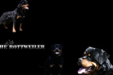Rottweiler_widescreen_wallpaper.jpg