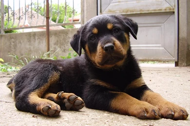 Free Wallpapers Rottweiler Puppy Wallpapers