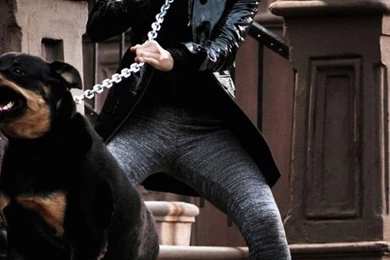 iPhone 5S, 5C, 5 Rottweiler Wallpapers HD, Desktop Backgrounds ...