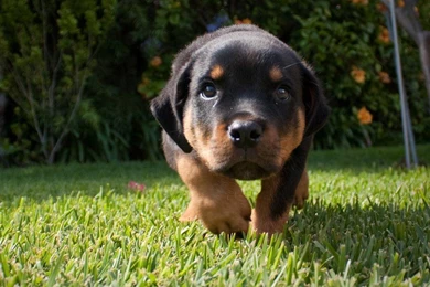 Cute Rottweiler Puppy Wallpapers   Dogs Wallpapers