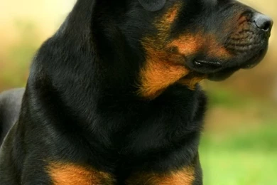 iPhone 6   Animal/Rottweiler   Wallpapers ID: 608594