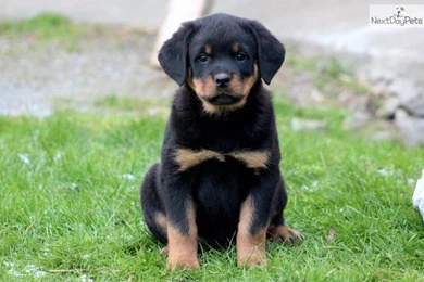 Rottweiler Puppies Hd Backgrounds Wallpapers 25