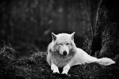 Gray Wolf