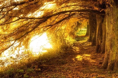 Nature Backgrounds 3742 High Definition Widescreen Full Size ...