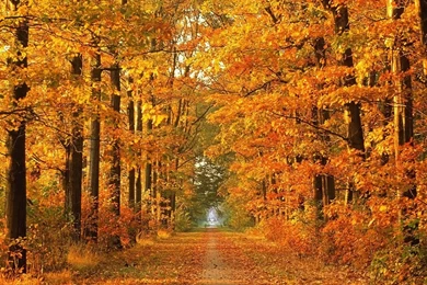 Fall Desktop Desktop Wallpapers