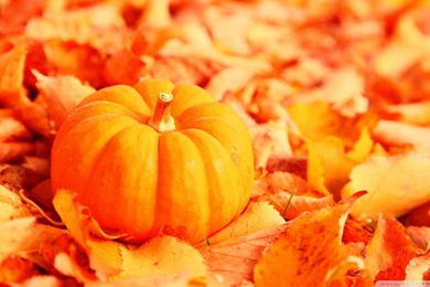 Fall Pumpkin Desktop Backgrounds   Wallpaper.