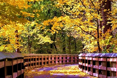 Bridges Forest Bridge Autumn Sunlight Wooden Fall Trees Leaves ...