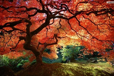 Fall Trees Backgrounds