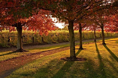 Complete And Realistic Natural Fall View In Your Desktop: Autumn ...