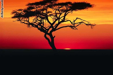 Africa Backgrounds   Twitter & Myspace Backgrounds