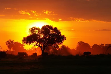 Riseingsouthernstar Africa   Wildlife Backgrounds And Glitters