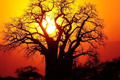 Desktop Wallpapers · Gallery · HD Notebook · African Golden Sunset ...