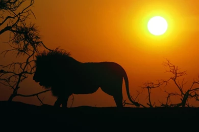 Riseingsouthernstar Africa   Wildlife Backgrounds And Glitters