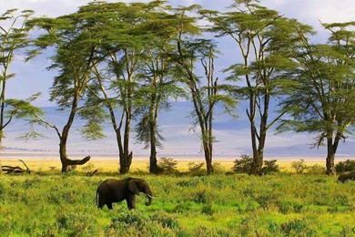 HD Elephants Wallpapers And Photos