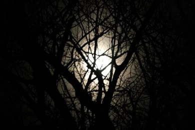 Tim Burton Tree By Burkle On DeviantArt