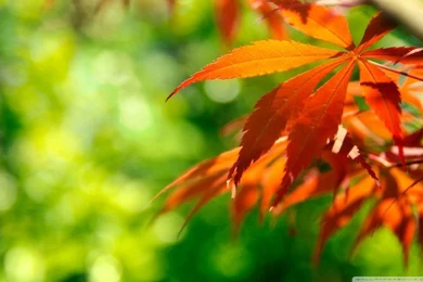 Orange Fall Leaves Against A Green Backgrounds HD Desktop Wallpapers ...