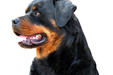 Rottweiler Wallpapers