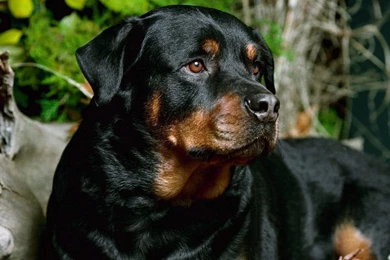 Beautiful Rottweiler   Rottweiler Wallpapers (13378967)   Fanpop