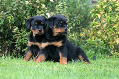 Rottweiler Computer Wallpapers, Desktop Backgrounds