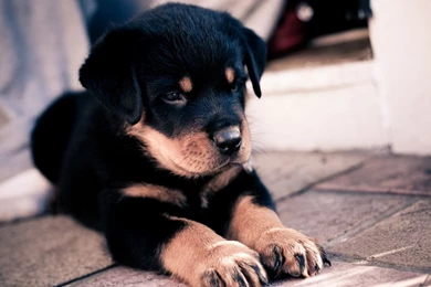 1920x1200 Rottweiler Puppy Wallpapers
