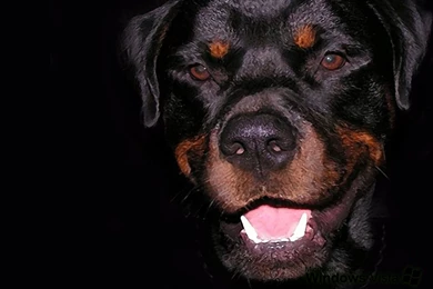 Top View Bigger Rottweiler Images For Pinterest