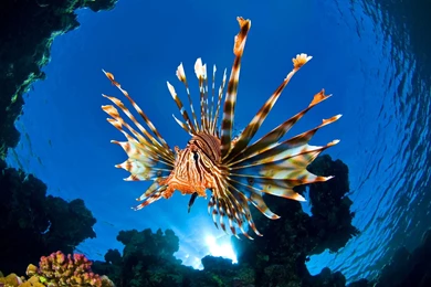 2560x1600 Lionfish Retina Wallpapers