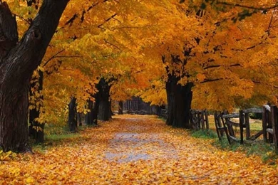 Fall Background Images
