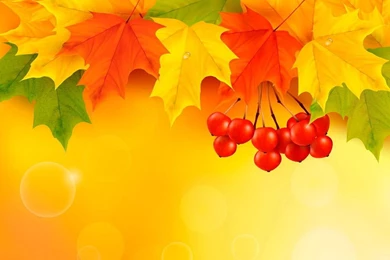 Fall Backgrounds   (