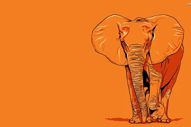 Elephant Wallpapers   Artistic Wallpapers