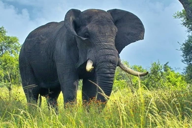 Top Elephant Desktop Wallpaper Images For Pinterest