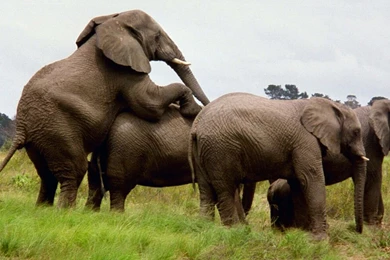 Elephants Wallpapers