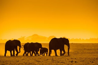 Elephant Wallpapers • HD Wallpapers Day