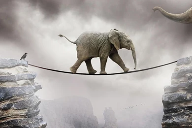 Elephant Wallpapers Hd Wallpapers ›› Page 0