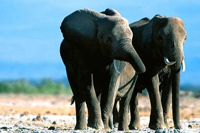 Elephant 1 Wallpapers