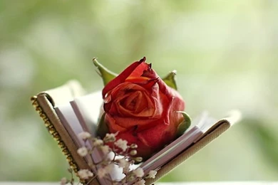 Free Download Beautiful HD Rose Wallpapers 2015