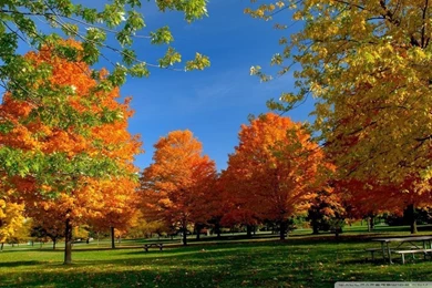 Orange Fall Trees HD Desktop Wallpapers : High Definition ...